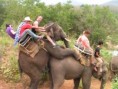 /album/fotos-toscas/elefante-tarado-jpg/